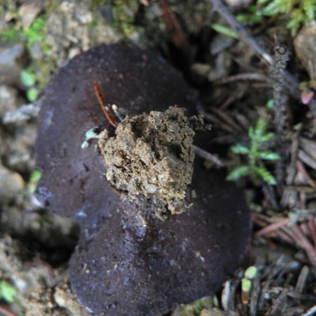 Pseudoplectania nigrella